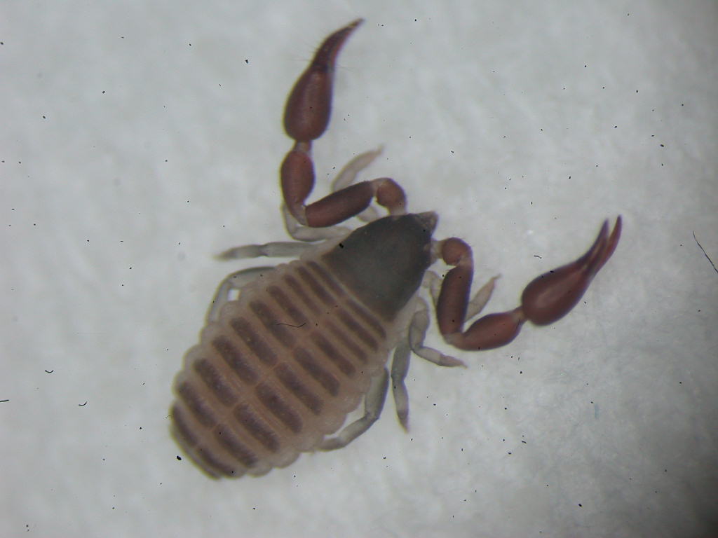 Pseudoscorpione, Cheliferidae